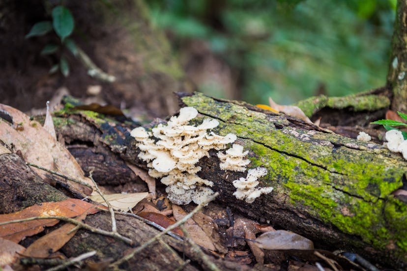 Closeup of fungus in the forest