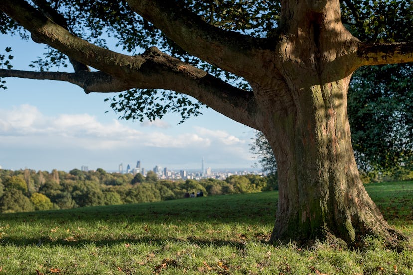 A beautiful ancient tree in Hampstead Heath overlooks the view on the city of London
