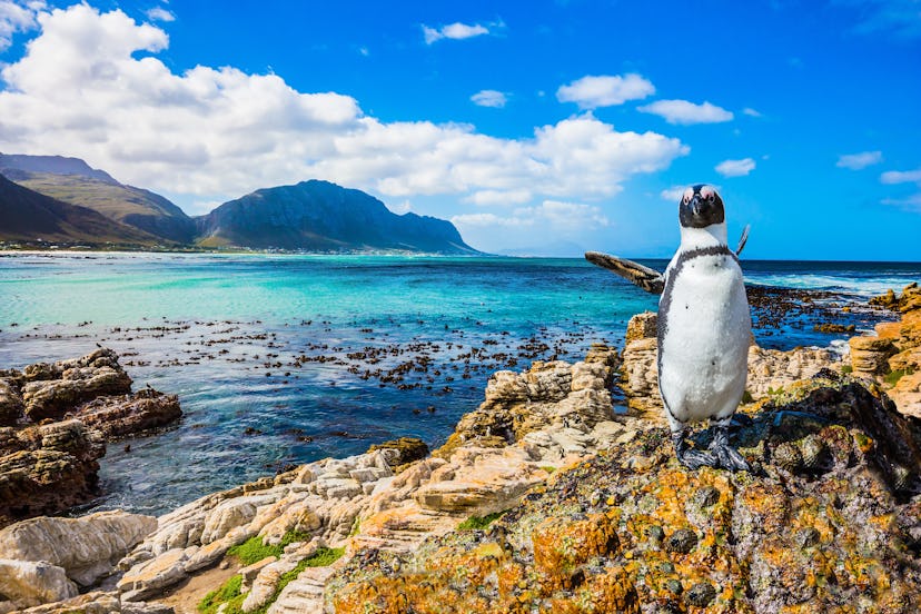 Fanny african black - white penguin on the beach of Atlantic.The boulders and algae. Boulders Pengui...