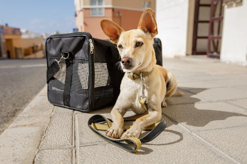 chihuahua dog in transport bag or box ready to travel as pet in cabin in plane or airplane as a pas...