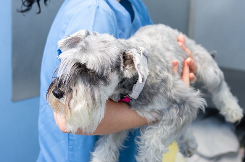 Veterinarian transports carefully a miniature schnauzer an arms before the veterinary consultation