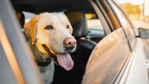 Labrador retriever Dog looks out car window sunset. Concept animal travel road trip.