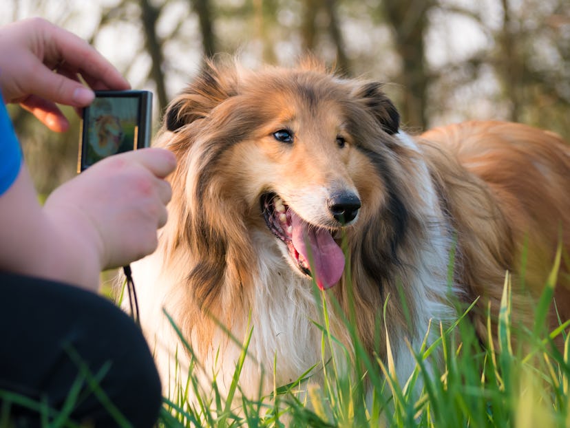 Women take photo of her gold rough collie dog with small compact camera at sunset, golden hour outsi...