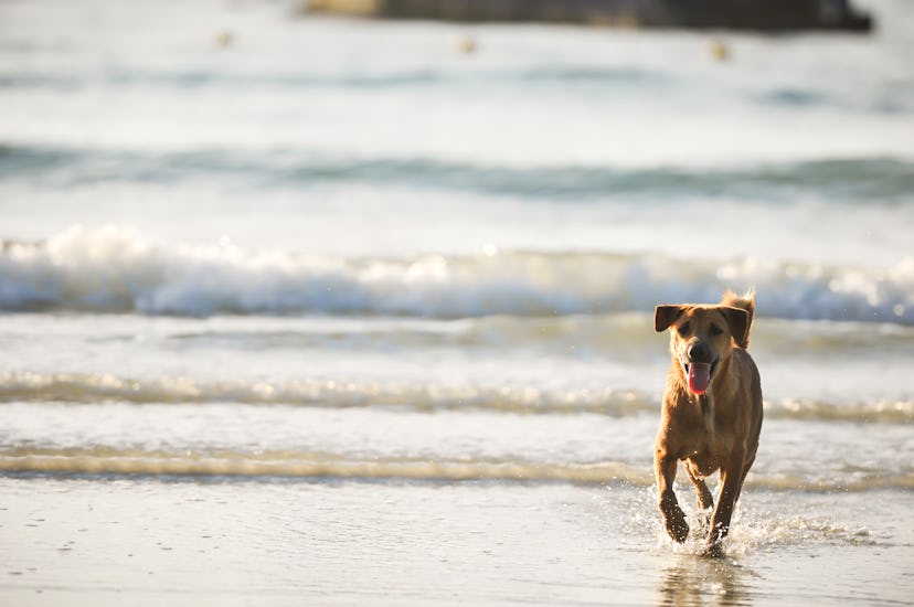 dog on the beach, dog swimming 