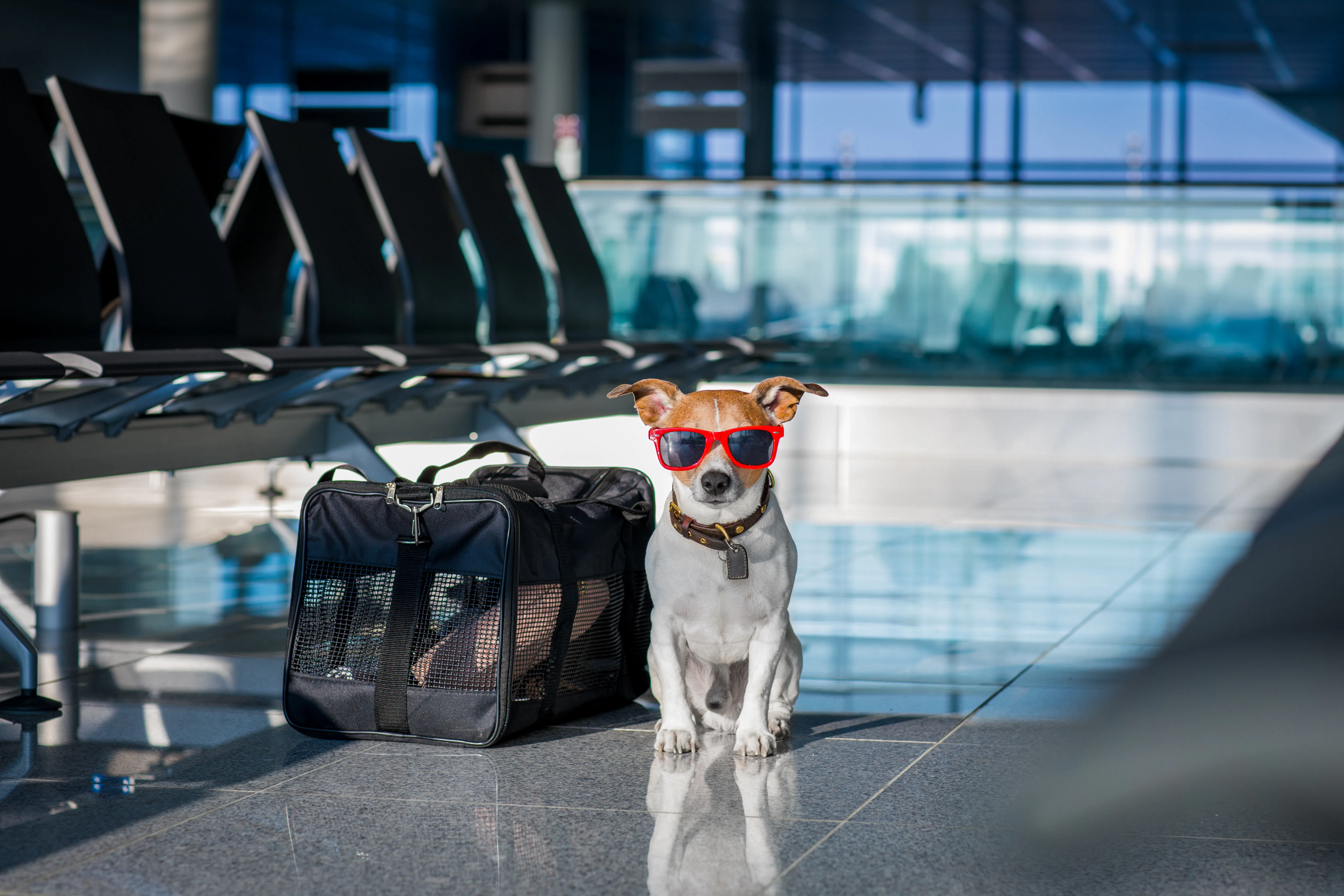 How To Travel Abroad With A Dog If You Want To Take Your Pup Overseas