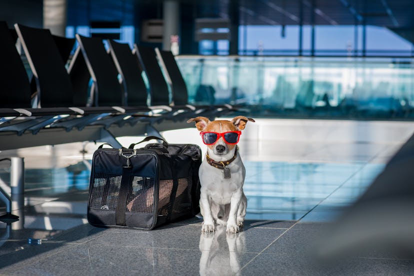 holiday vacation jack russell dog waiting in airport terminal ready to board the airplane or plane a...