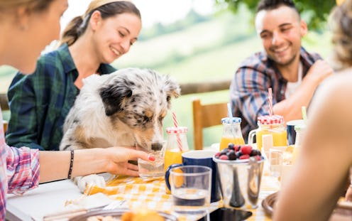 Young people at healthy pic nic breakfast with cute dog in countryside farm house - Happy friends mi...