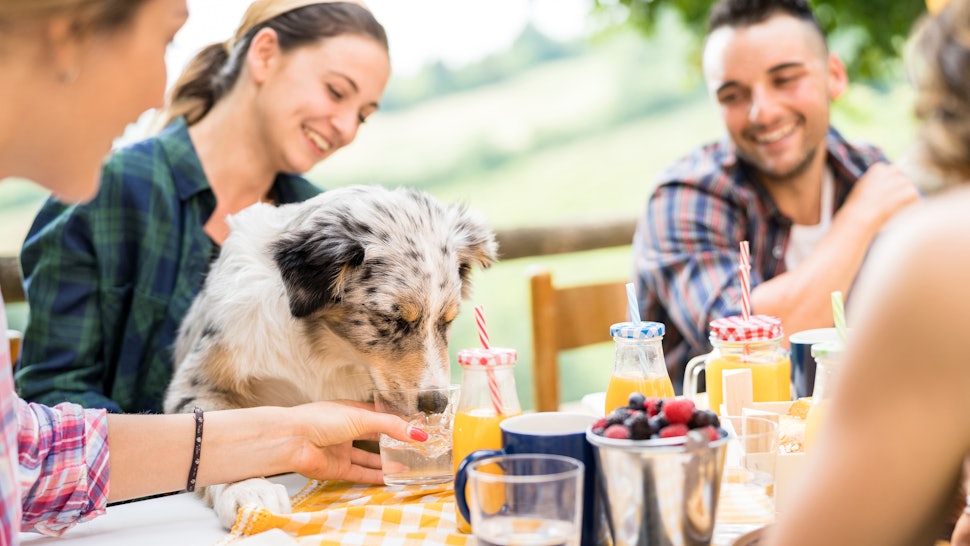 Young people at healthy pic nic breakfast with cute dog in countryside farm house - Happy friends millennials having fun together outdoors at garden party - Food and beverage lifestyle concept