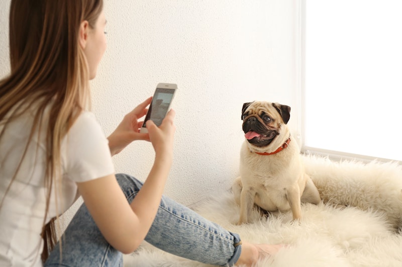 Beautiful young woman taking photo of cute pug dog at home