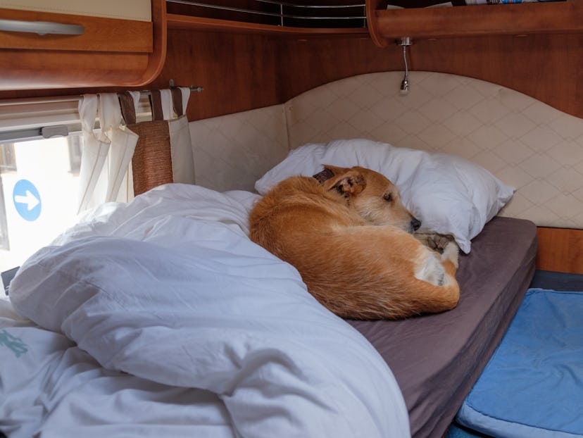 brown dog lays secretly in bed in RV camper van