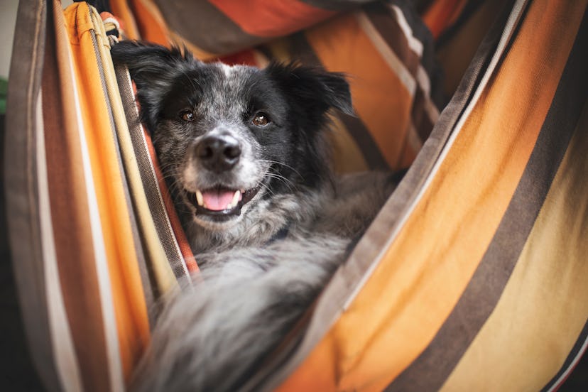 Dog in the hammock. Dog enjoys life. Adventure dog. 