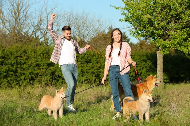 Young couple with adorable Akita Inu dogs in park