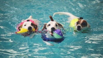 15 Cutest Videos of Dogs Swimming That'll Make You Want To Have A Doggo ...