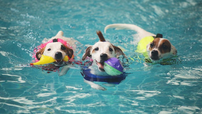 Three jack russell terrier dogs are enjoying swimming in a dog pool. They are playing fetching.