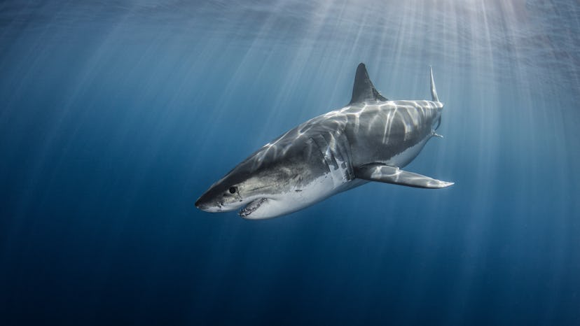 Great White Shark with intense sunbeams and sun rays from the surface.  Taken at Guadalupe Island Me...