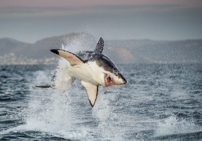 Great White Shark (Carcharodon carcharias) breaching in an attack. Hunting of a Great White Shark (C...
