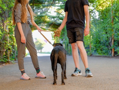 Young couple walking with dog on a leash on asphalt sidewalk. Strong black labrador and stafford ter...
