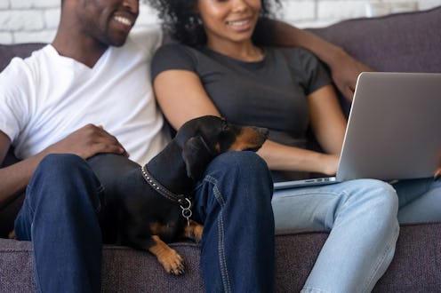 Clever dachshund dog lays down on black family knees enjoys relaxation looking at laptop screen, smi...
