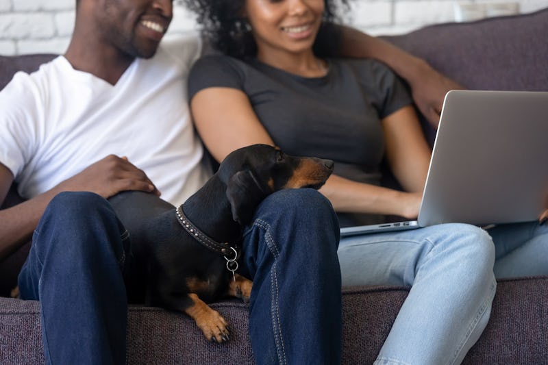Clever dachshund dog lays down on black family knees enjoys relaxation looking at laptop screen, smiling african couple use computer watching video, shopping with funny pet sitting on couch at home