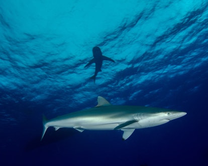 Silky Shark in the Bahamas