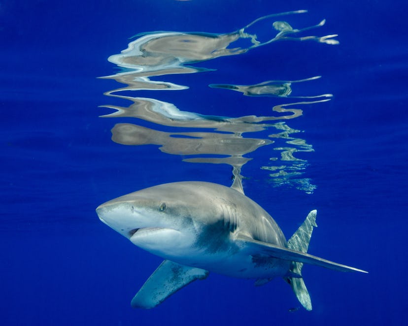 Oceanic White Tip Shark At the Surface in the Bahamas