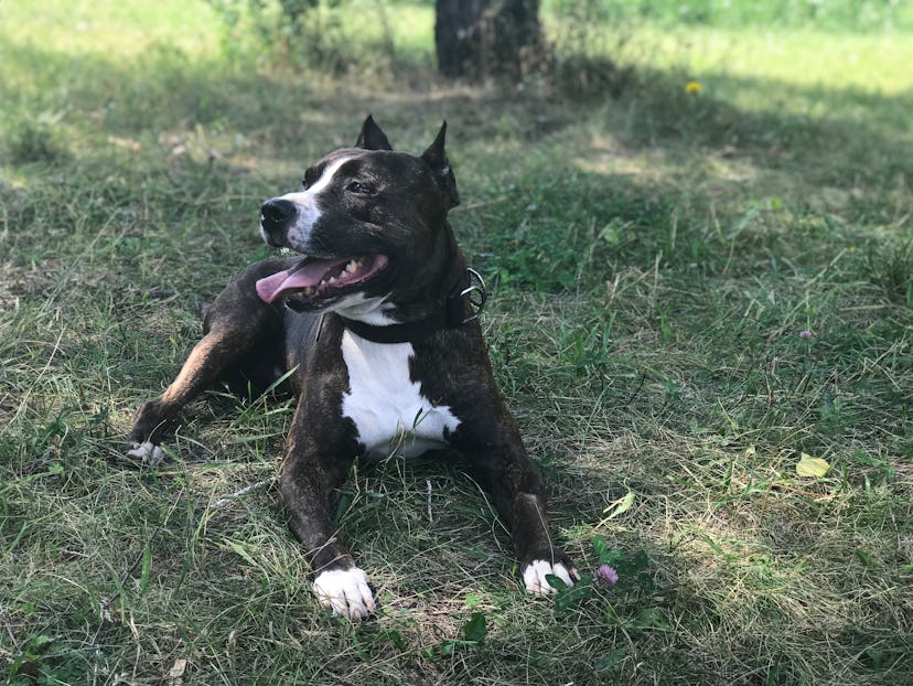 tiger pit bull walking, sitting and lying on the grass. Pretty dog