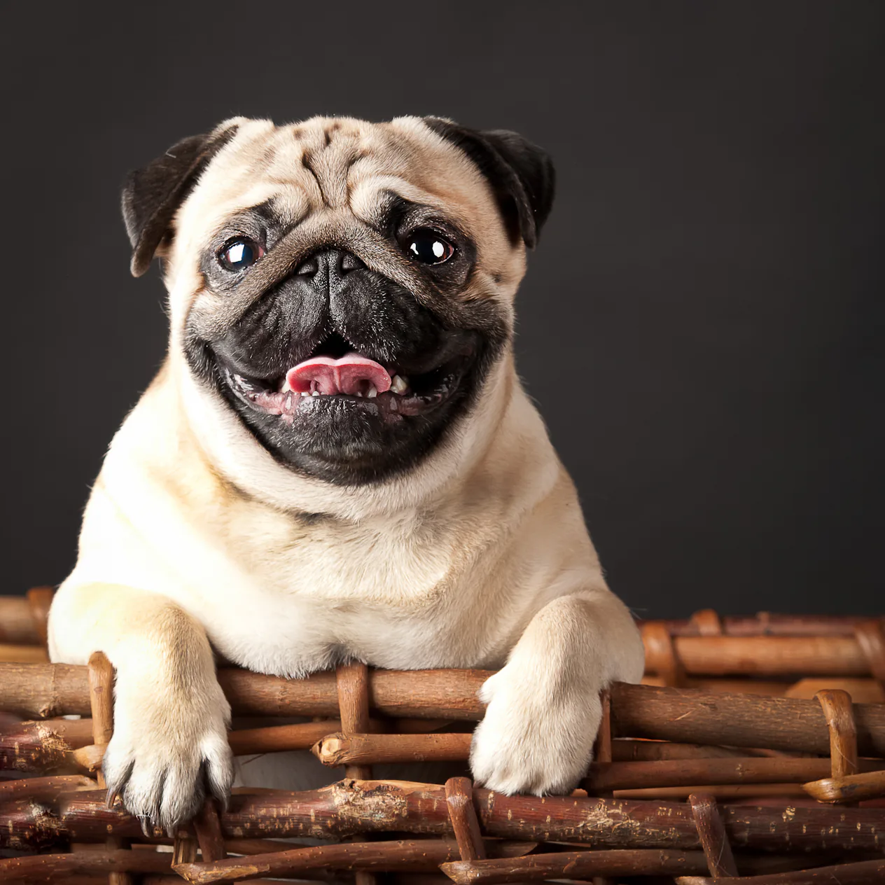 10 Cuddly Dog Breeds Who Would Love To Call Your Lap Home