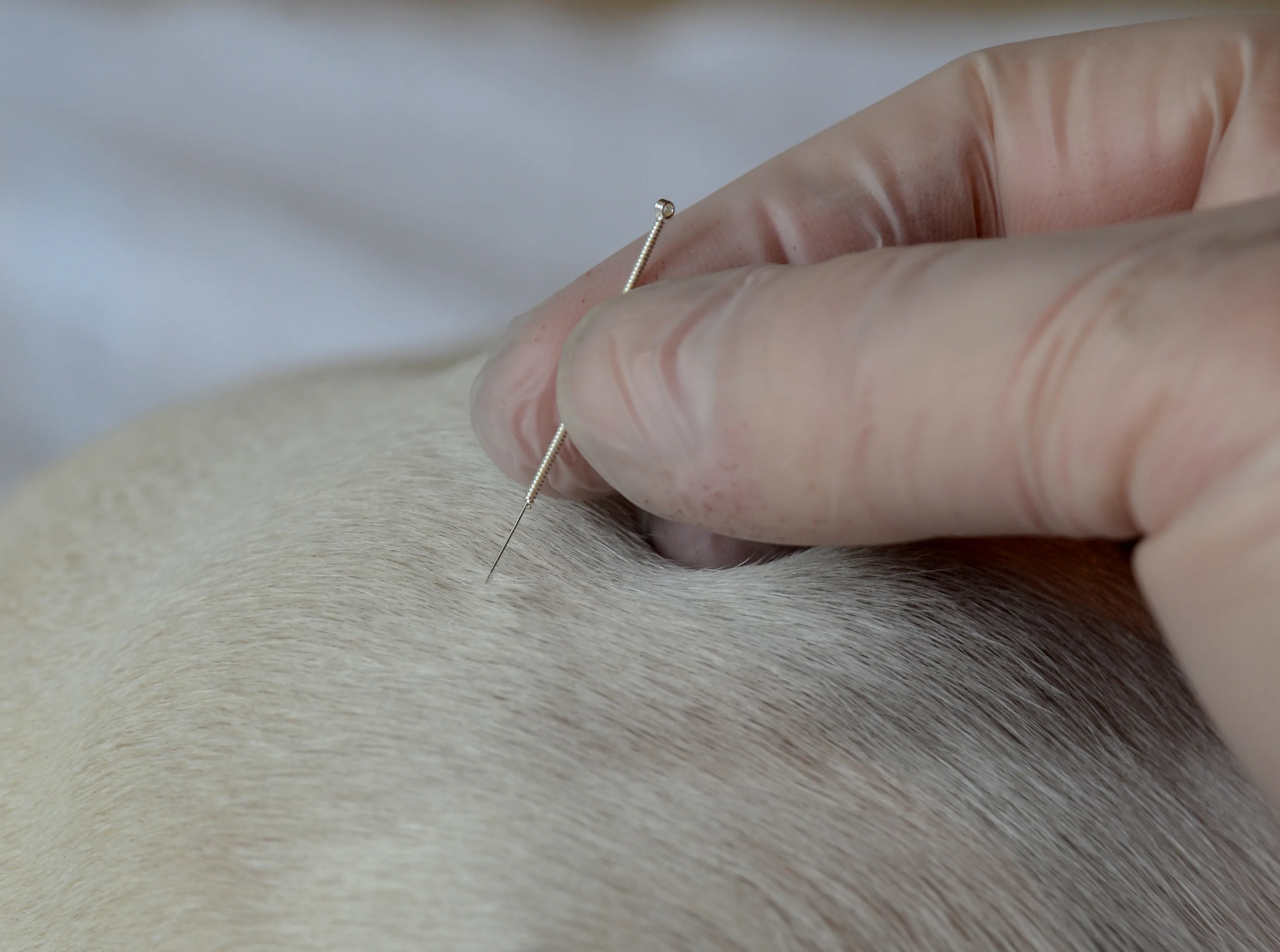 Dog acupuncture is a thing. But does sticking needles in your pet ...