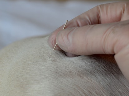 Acupuncture treatment of white dog. Needle insertion.