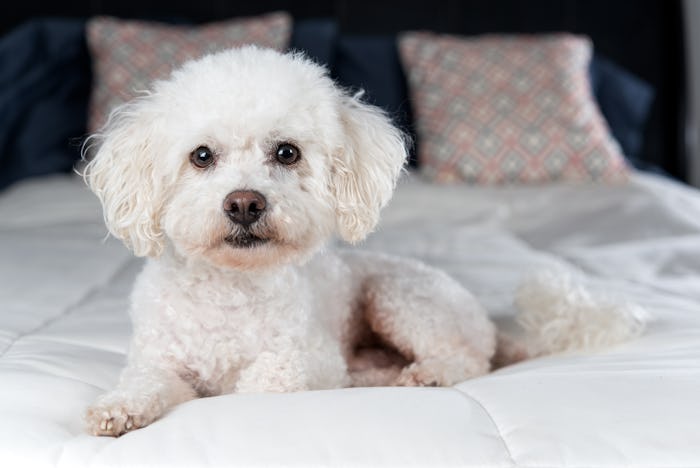 White Bichon Frise on white comforter on bed in bedroom