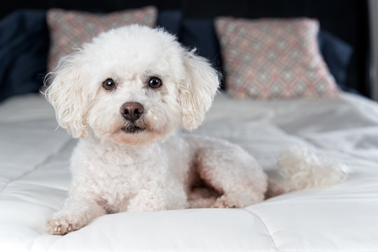 White Bichon Frise on white comforter on bed in bedroom