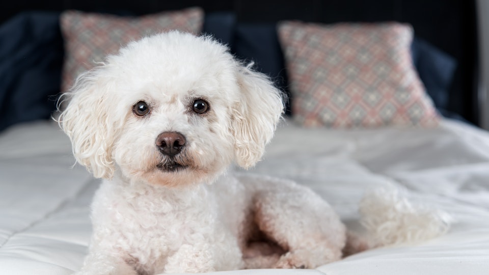 10 Cuddly Dog Breeds Who Would Love To Call Your Lap Home