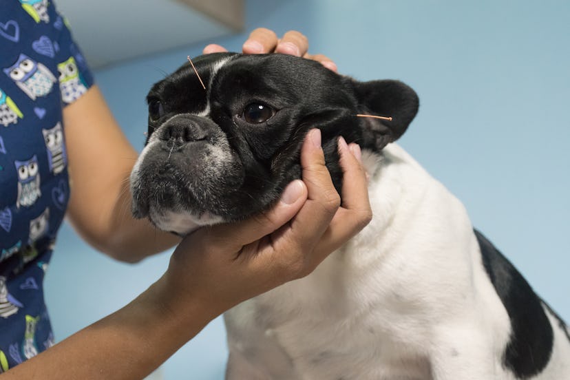 Veterinarian performing acupuncture on pets
