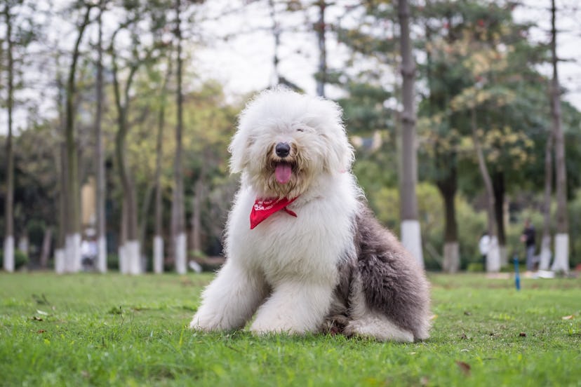 The Old English Sheepdog outdoors on the grass