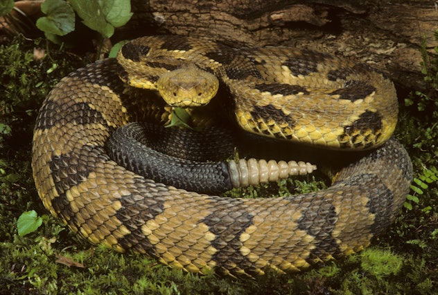 Timber Rattlesnake coiled (Crotalus horridus h.) New Jersey