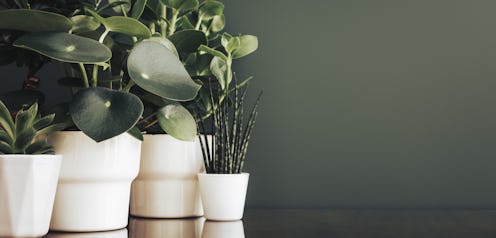 Houseplants in white pots and a green background.