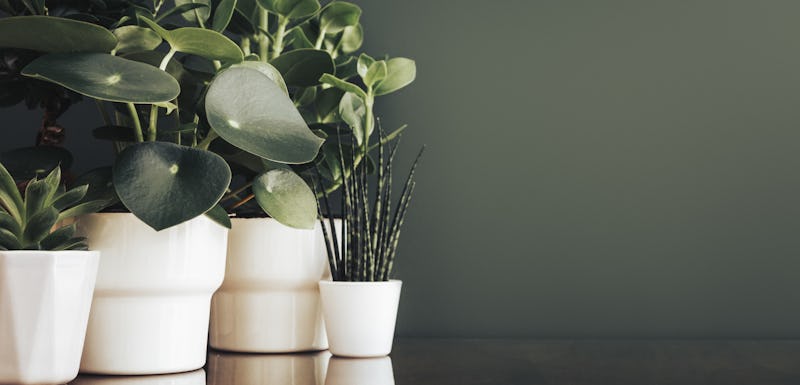 Houseplants in white pots and a green background.