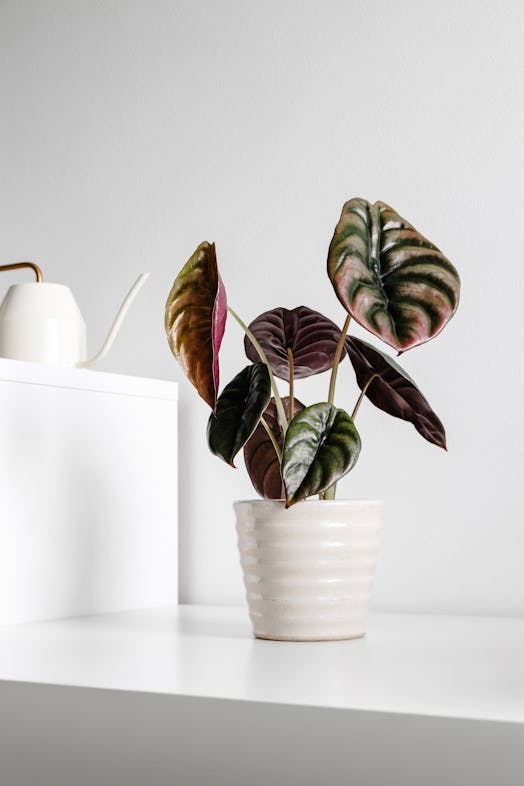 Modern houseplants on a table with watering can in the white living room, minimal creative home deco...