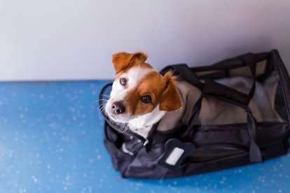 cute small dog in his travel cage ready to get on board the airplane at the airport. Pet in cabin. T...