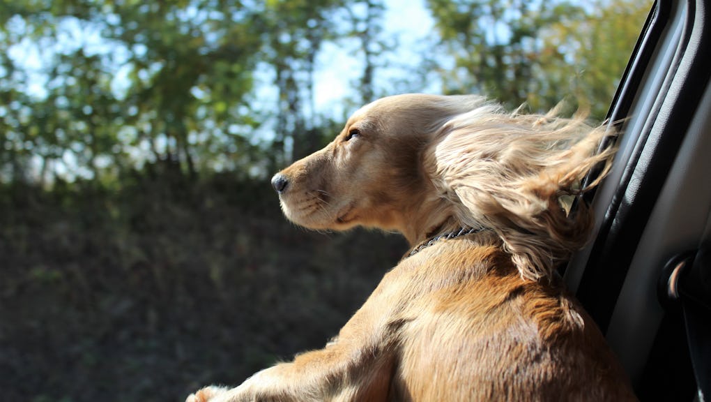 Searching For Dog Advice? Your Search Ends Here Searching For Dog Advice? Your Search Ends Here