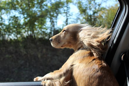 Dog on car window.