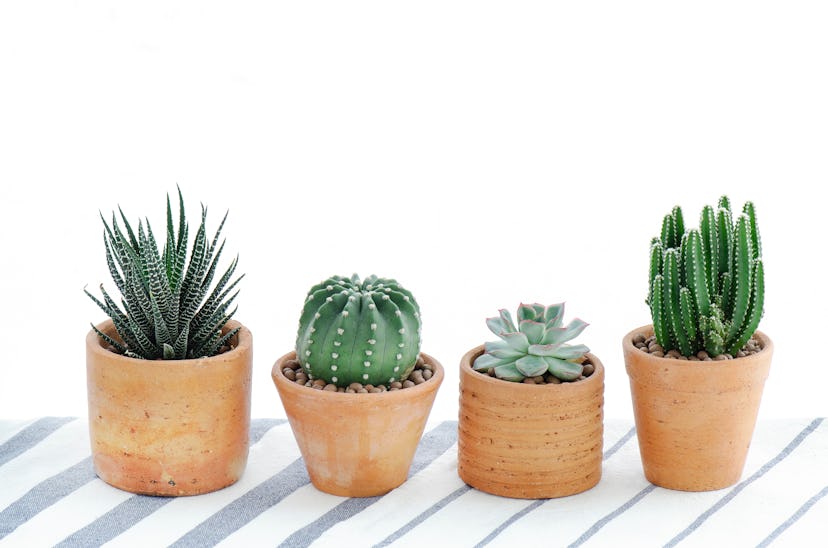 Various type of cactus and succulent house plant in clay pots white background