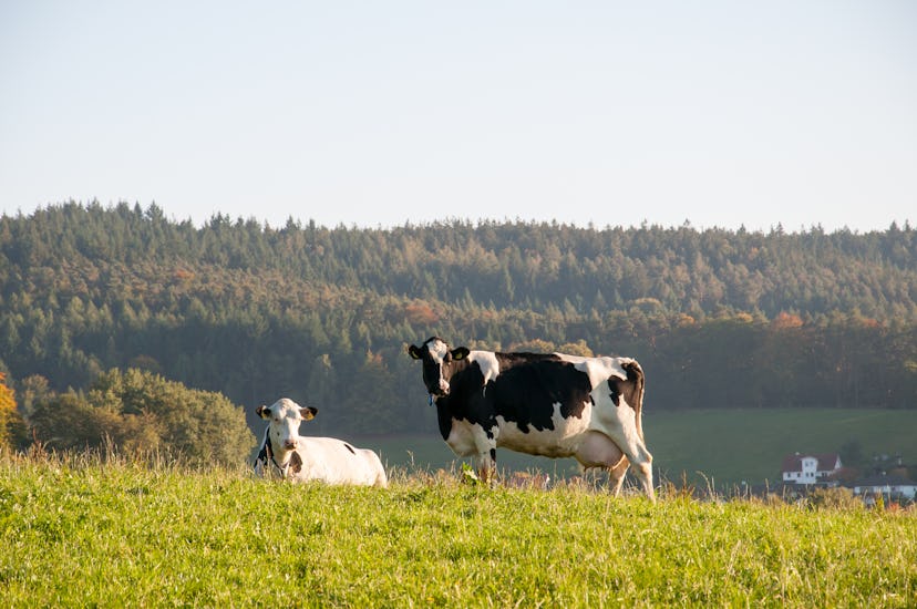 Happy cows on a farm