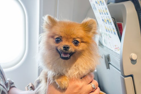 small dog pomaranian spitz in a travel bag on board of plane, selective focus