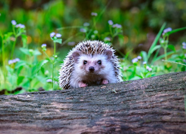 Dwraf hedgehog on stump, Young hedgehog on timber wiith eye contact, Sunset and sorft light, Bokeo b...