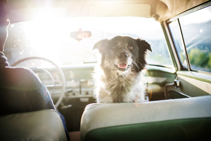 Dog is sitting in an old-timer. Dog in a car. 