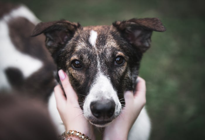 Mutt dog sitting on grass, human arm is holding his head