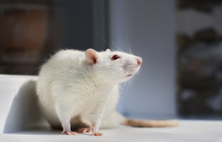 Albino white lab rat sitting on a window sill