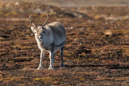 Svalbard reindeer (Rangifer tarandus platyrhynchus), Spitsbergen Archipelago, Svalbard and Jan Mayen...