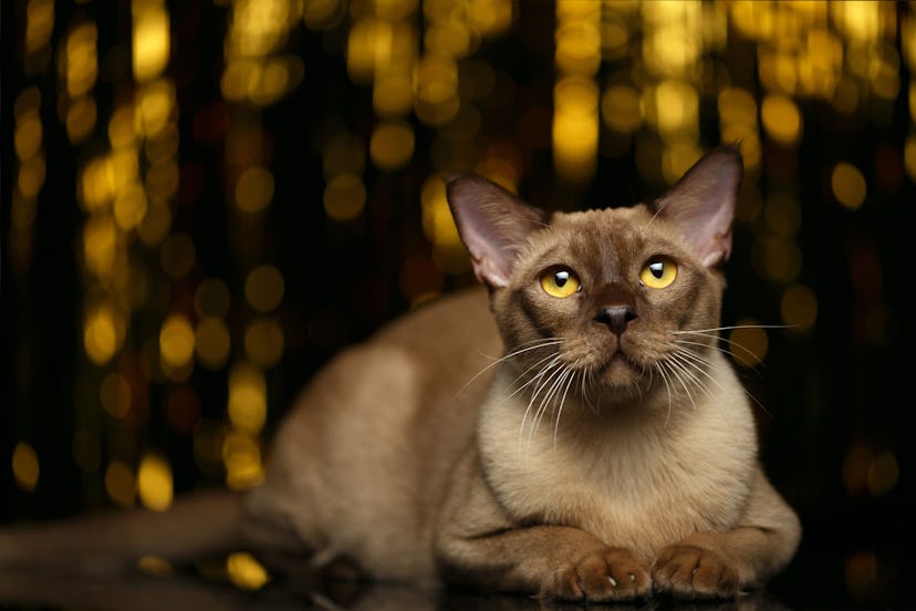 Burmese Cat Lies on golden happy new year background